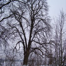 Jírovec u Včelního Hrádku