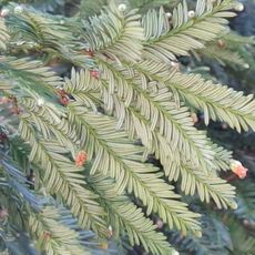 Albero