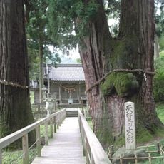 Great sugi of Kayano