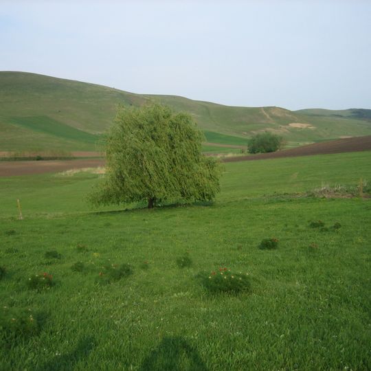 Bujorii de stepă Zau de Câmpie