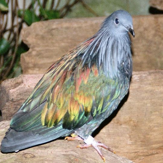 Parco nazionale di Galathea