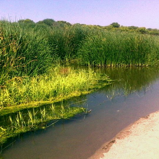 Riserva naturale orientata Bosco Pantano di Policoro