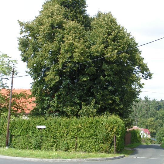 Lípa malolistá v Dolní Kamenici