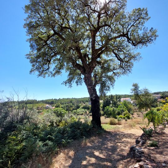 Árvore isolada em Nodeirinho