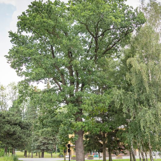 Dub u rybníčku ve Světlé Hoře