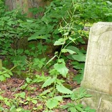 Jüdischer Friedhof