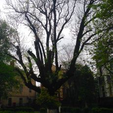 Віковий ясен