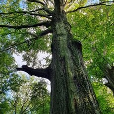 Group of Fagus sylvatica in forest Prießnitz