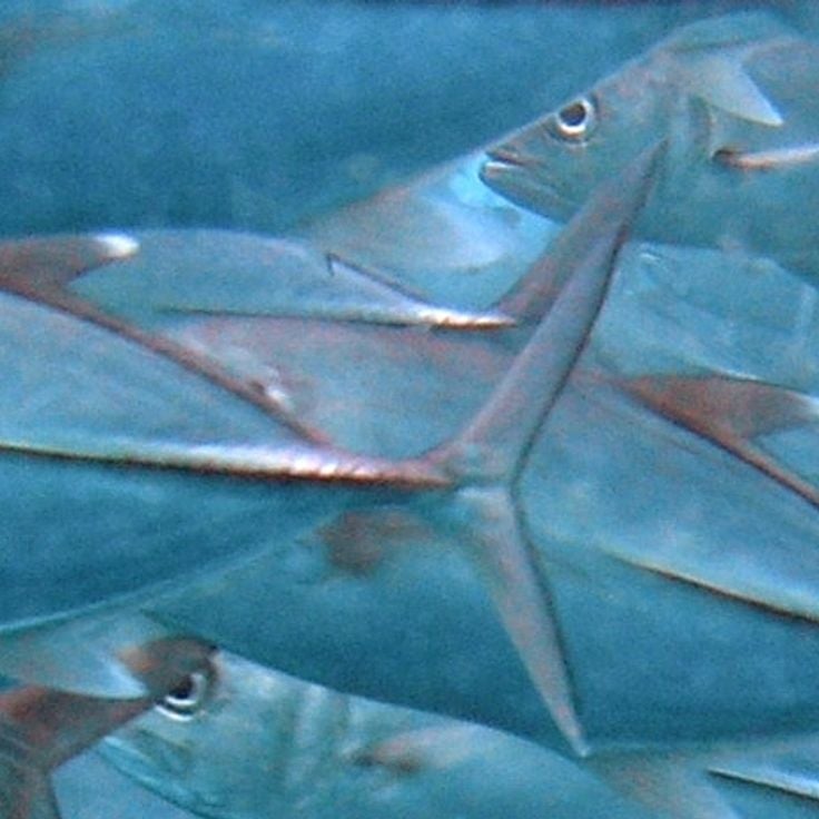 Sipadanön