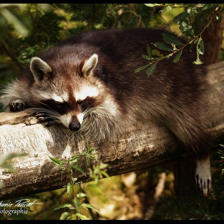 Parc Animalier d'Écouves