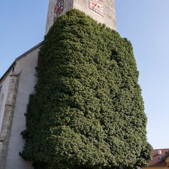 Efeustock am Kirchturm