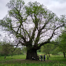 Zona di salvaguardia dei Boschi e delle Rocche del Roero