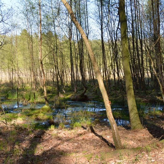 Elendsmoor bei Schafstedt