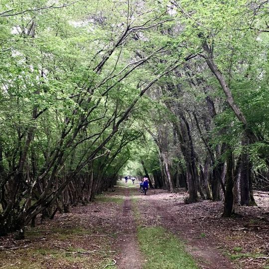 Riserva naturale Bosco della Mesola