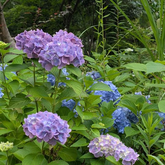 Wakunaga Garden