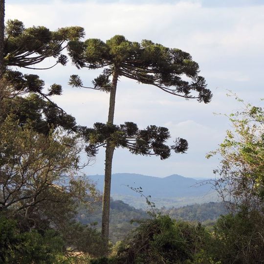 Parque Nacional das Araucárias
