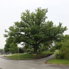 Jubiläumseiche in Kleinzell