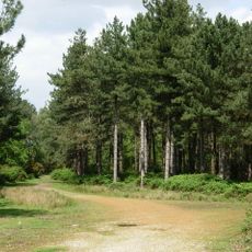 Dunwich Forest