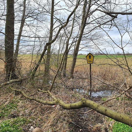 Orchideenwiese am Oberholz