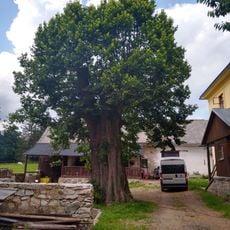 Lípa v Bartošovicích