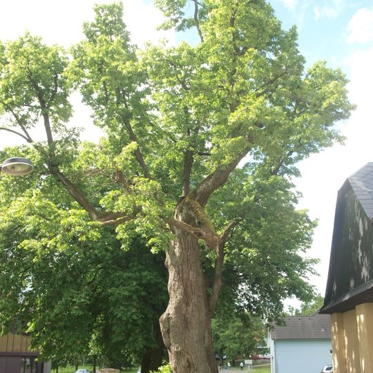 Lípa Komenského v Rýmařově