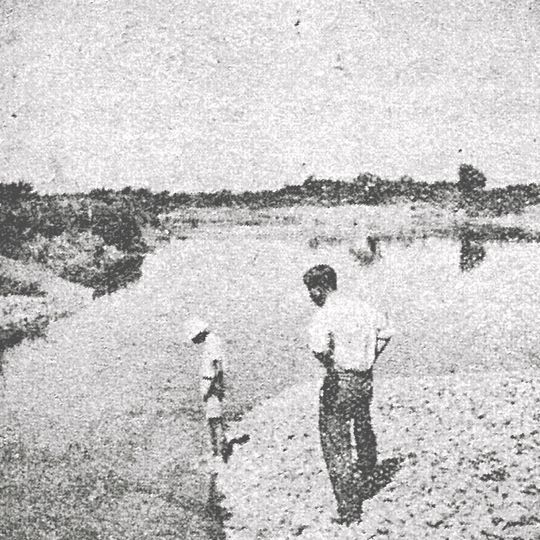 Fresh water jellyfish of Komae