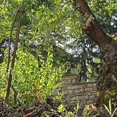 English oak in Novo Selo, Bulgaria