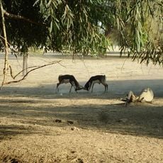 Lal Suhanra National Park