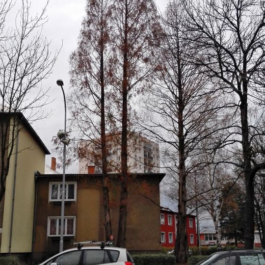 Novojičínské metasekvoje