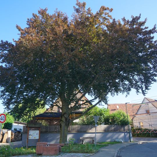 1 Rotbuche, Hauptstr. Mengen