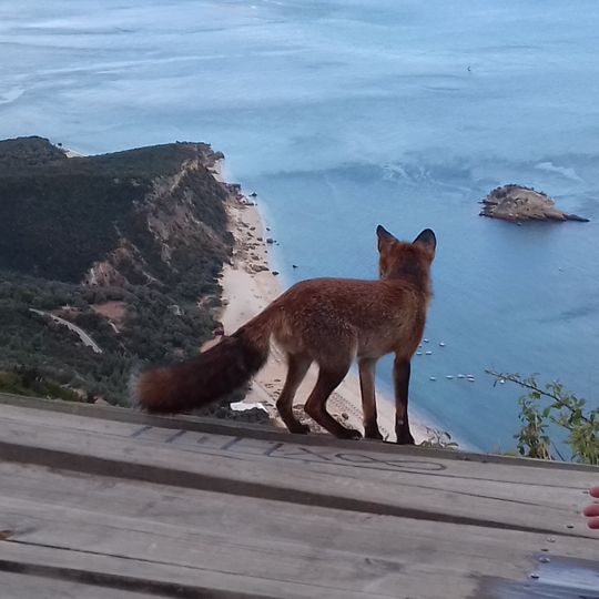 Miradouro do Portinho da Arrábida