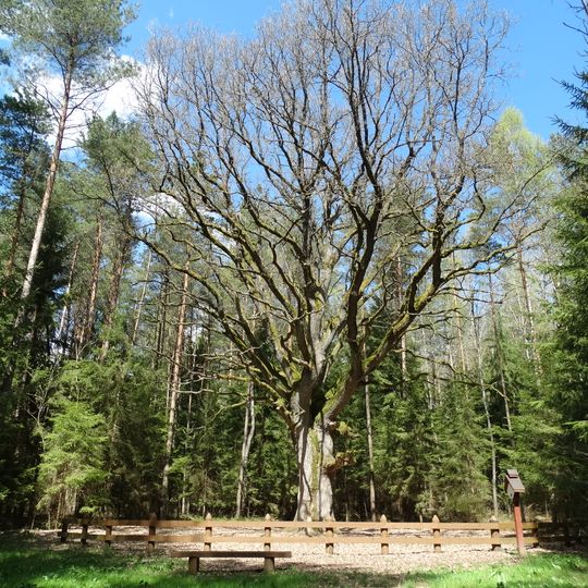 Grybiškių ąžuolas