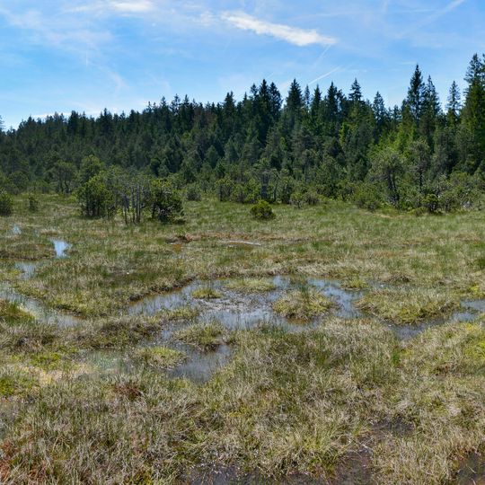 Schönleitenmoos im Wierlinger Forst