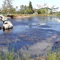 La Brea Tar Pits