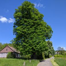 Hartmanova lípa v Bystrém