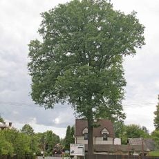 Oak in Jetřichovice