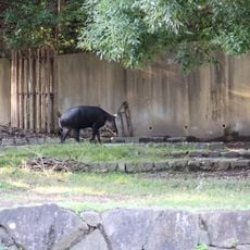 ベアードバク