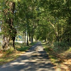 Lípy v Drahoňovské aleji