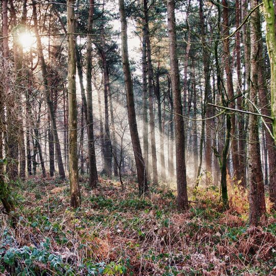 Waldgebiet Reichswald