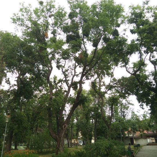 Каркас західний