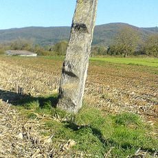 Pierre Fiche menhir