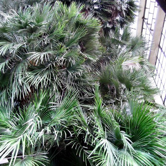 Botanical garden of Padua - Goethe's palm