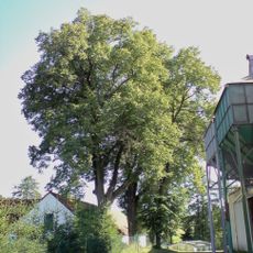 Lípy u čp. 19 v Dolní Pěně