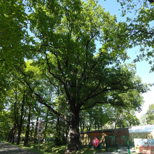 Naturdenkmal Stieleiche am Sportplatz Peickwitz