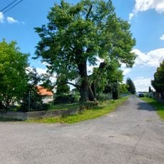 Lípa u Podlešáků
