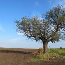 Platan javorolistý u Janova hradu
