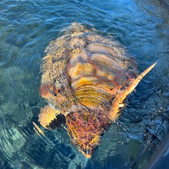 Centro de Recuperación y Conservación Tortugas Marinas