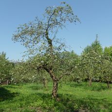 Manor park in Koszuty