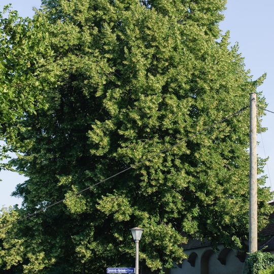 Friedhofslinde in Steyr