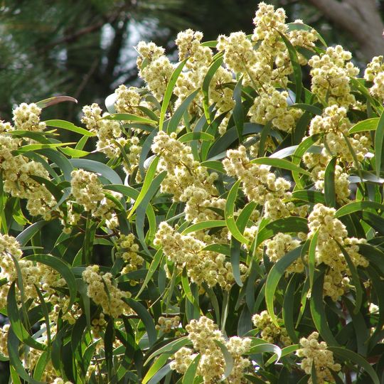 Kula Botanical Garden